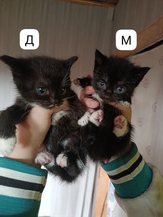 Отдадим бесплатно