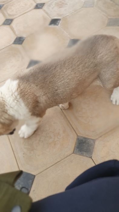 Зотдор кчук горонтия