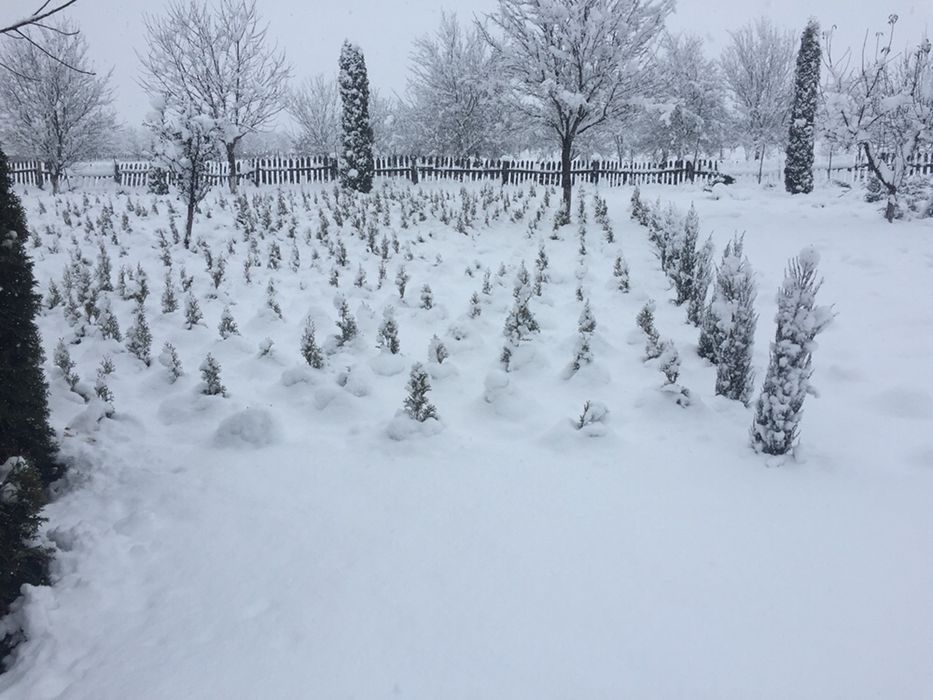 Tuia de vanzare din pepiniera