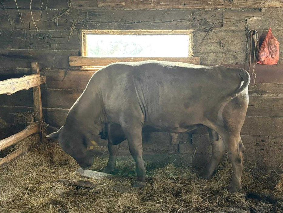 Продам племенного бычка