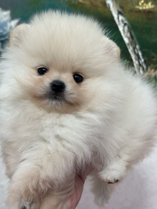 Шикарные малыши шпица