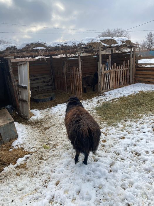 Қошқар сатылады 150 мын