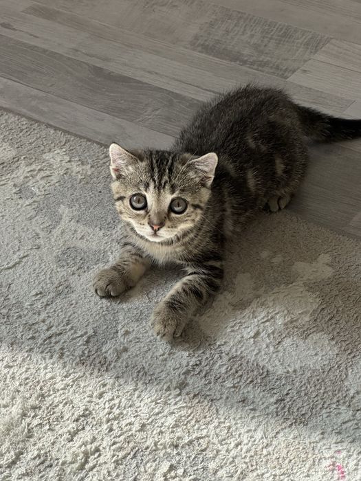 Продам котенка( мальчик)