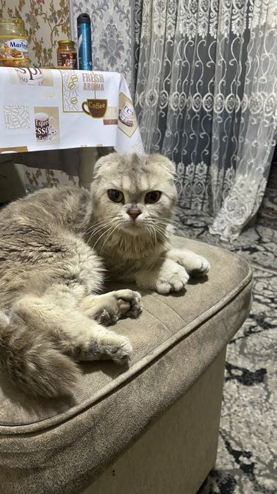 Scottish Fold qiz bola uy mushugi