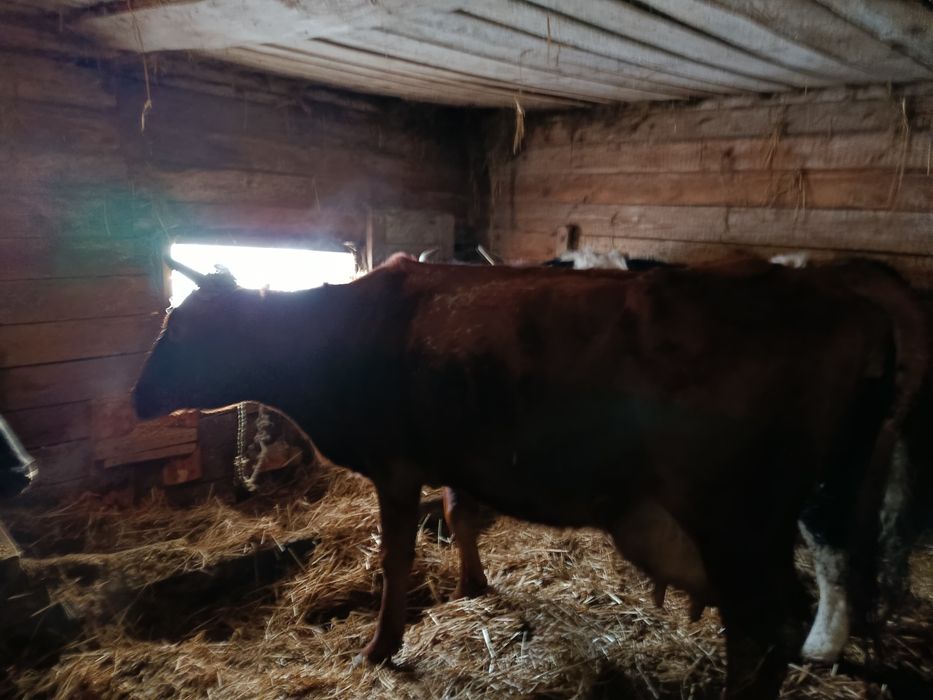 Продам дойных коров