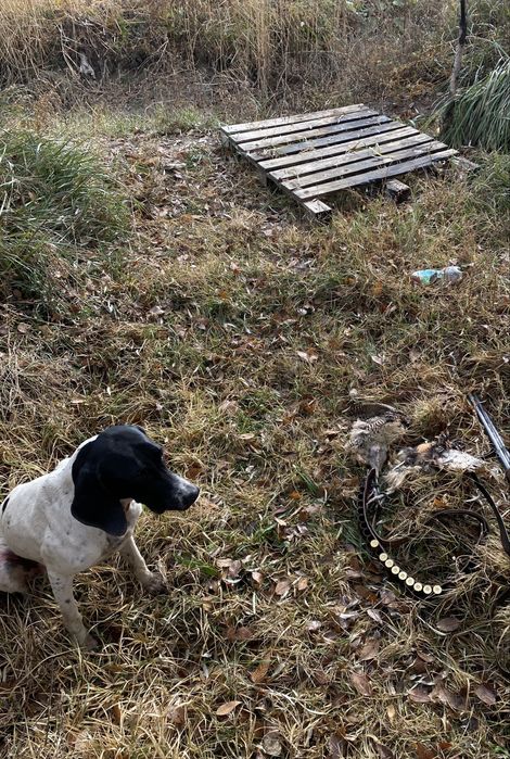 Курцхаар поинтер рабочий дратхар