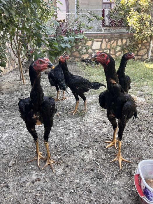 Даканглар сотилади