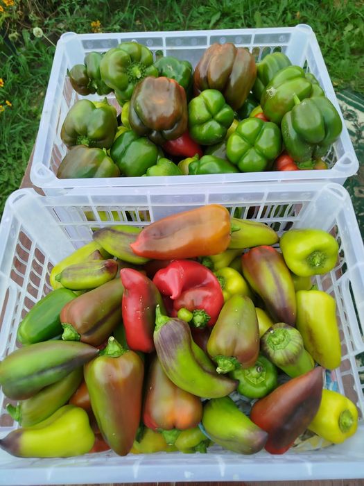 Продам перец и баклажаны
