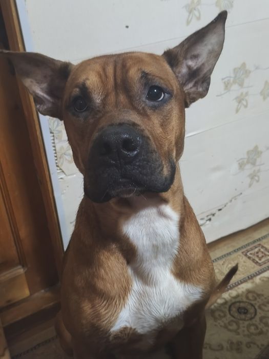 Ищем девочку для красавца