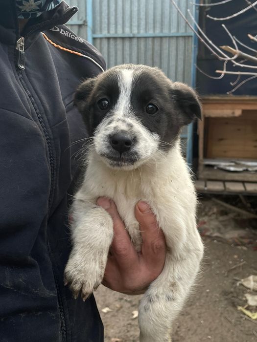 Щеняток в добрые руки отдаем