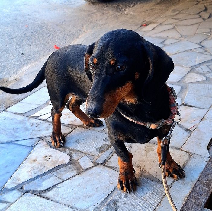 Собака Такса сотилади.