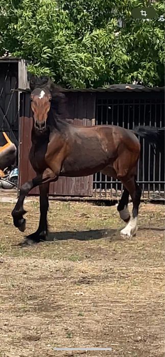 Продам жеребчика