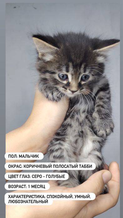 Отдаем котят в добрый руки