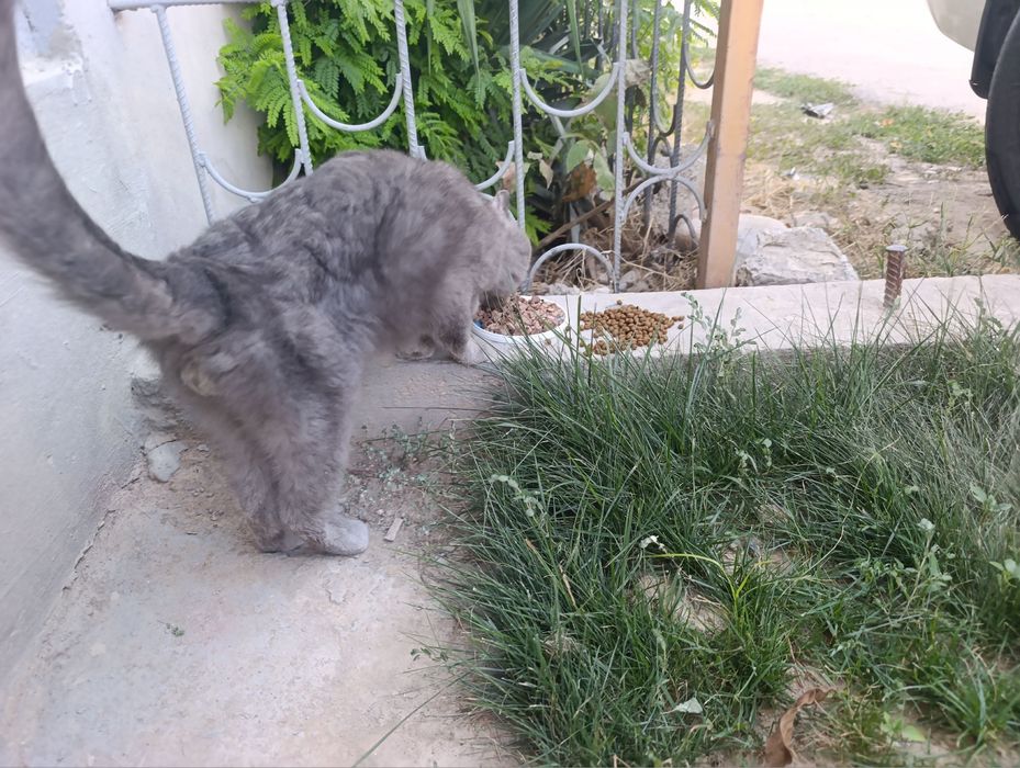 Отдам в хорошие руки кот ласковый