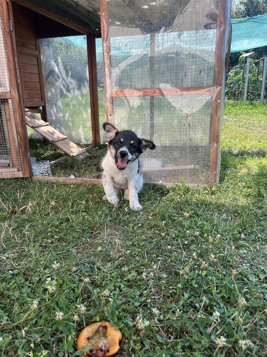 Căutăm stăpân pentru această cățelușă!