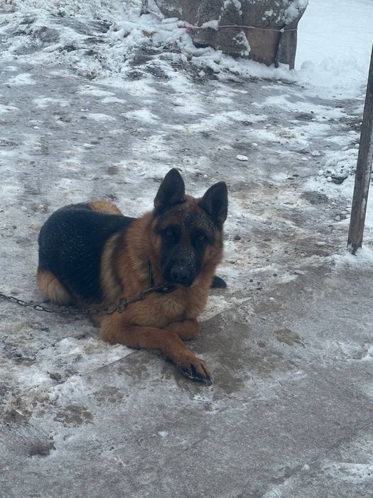 Чистий немецкий овчарка