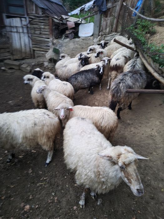 Vând oi tinere bune de ținut