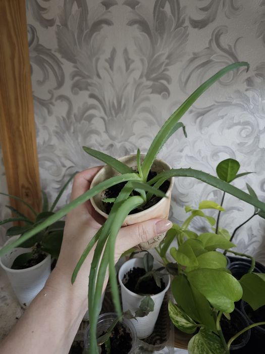 Растения комнатные