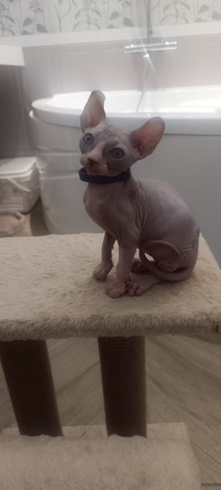 Космические котята сфинкс Эльф