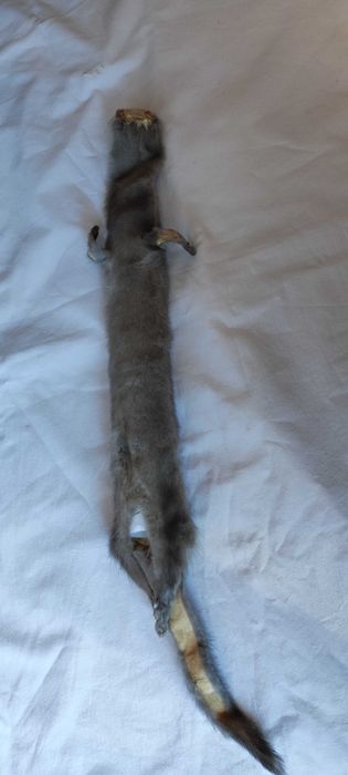 Сива яка от норка