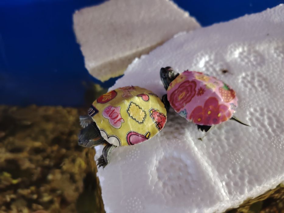 Красноухие черепашки