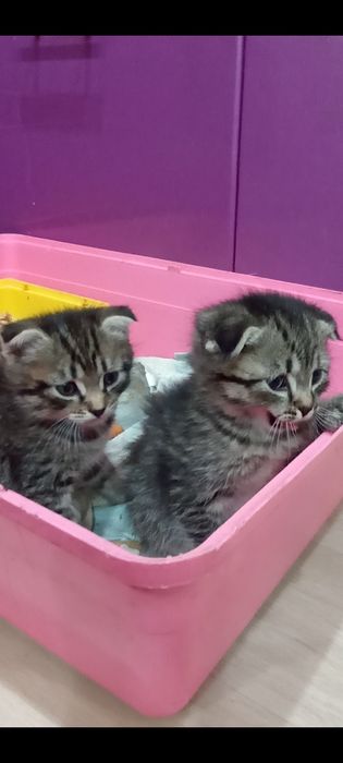 Продам котят скоттиш-фолд