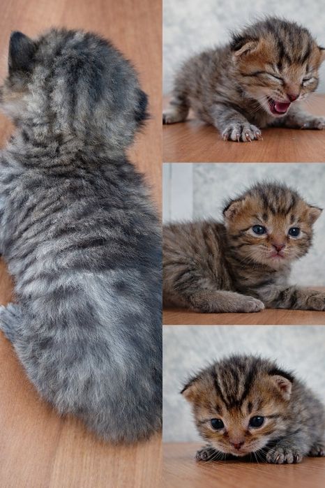 Котята породы Скоттиш фолд