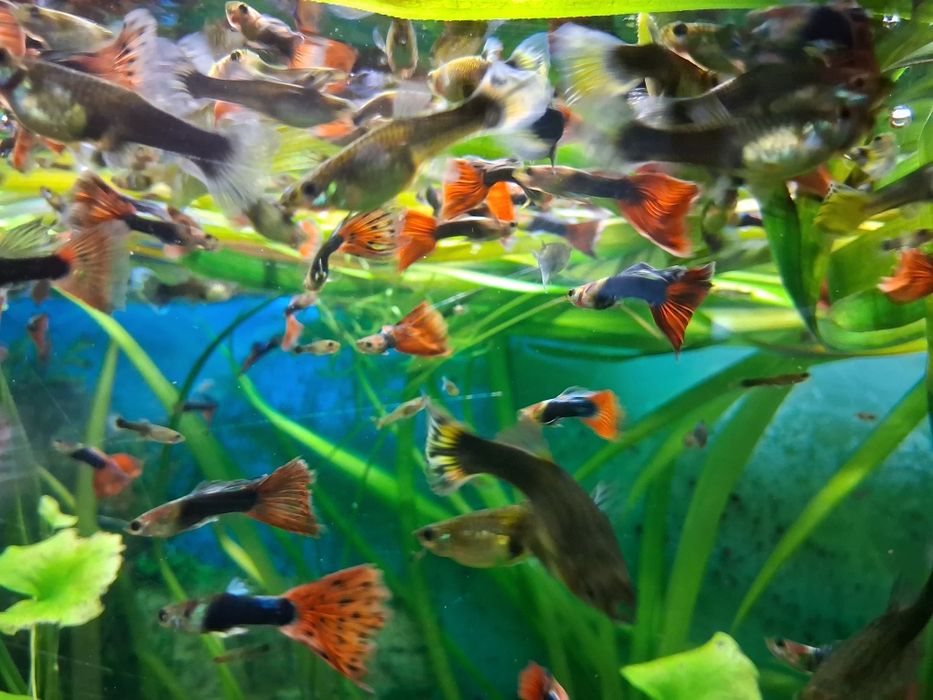 Vând pești guppy