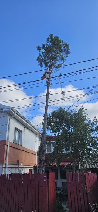 Închiriere tocator crengi