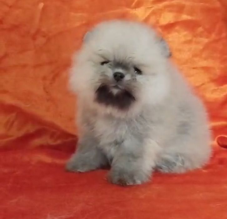 Щенки не пицца мини