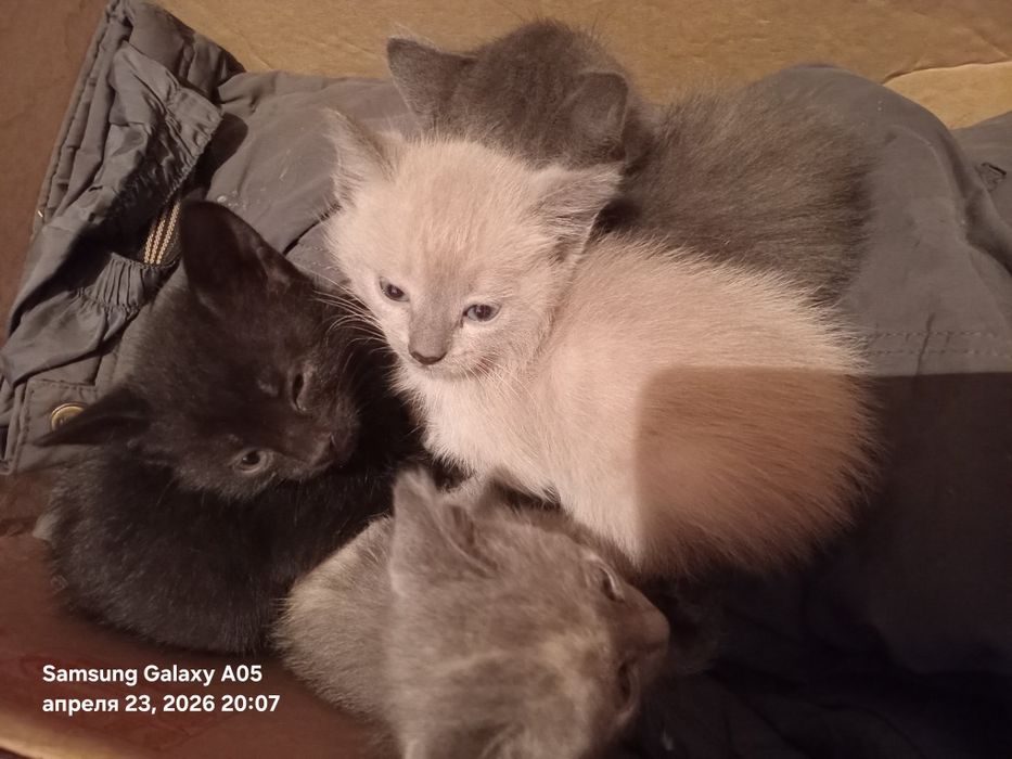 Отдам котят в добрые руки