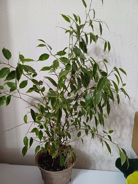 Продам фикус комнатный цветок
