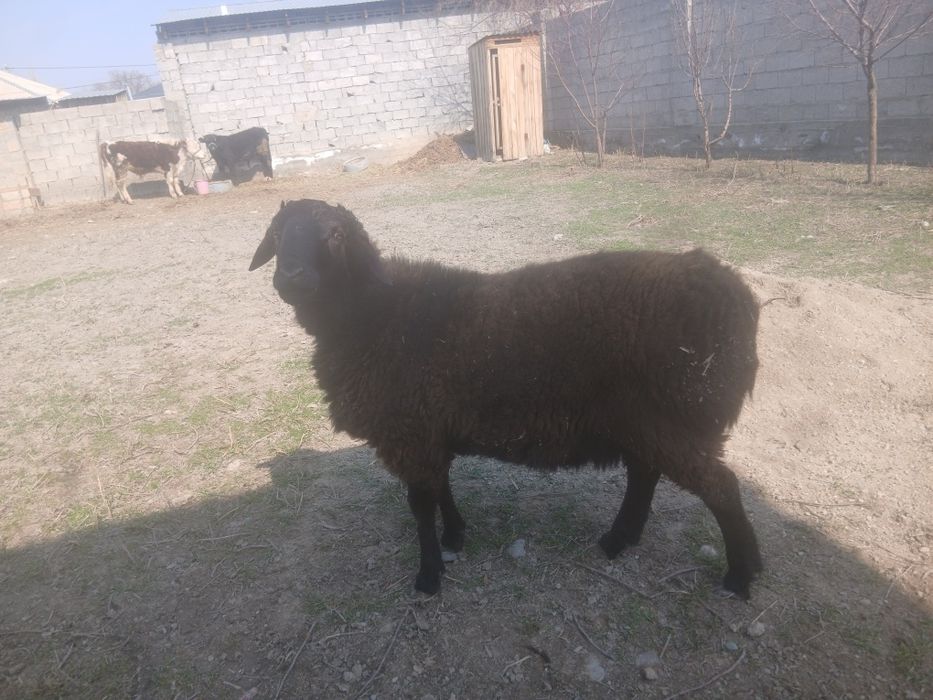 Гиссар қой сатылады
