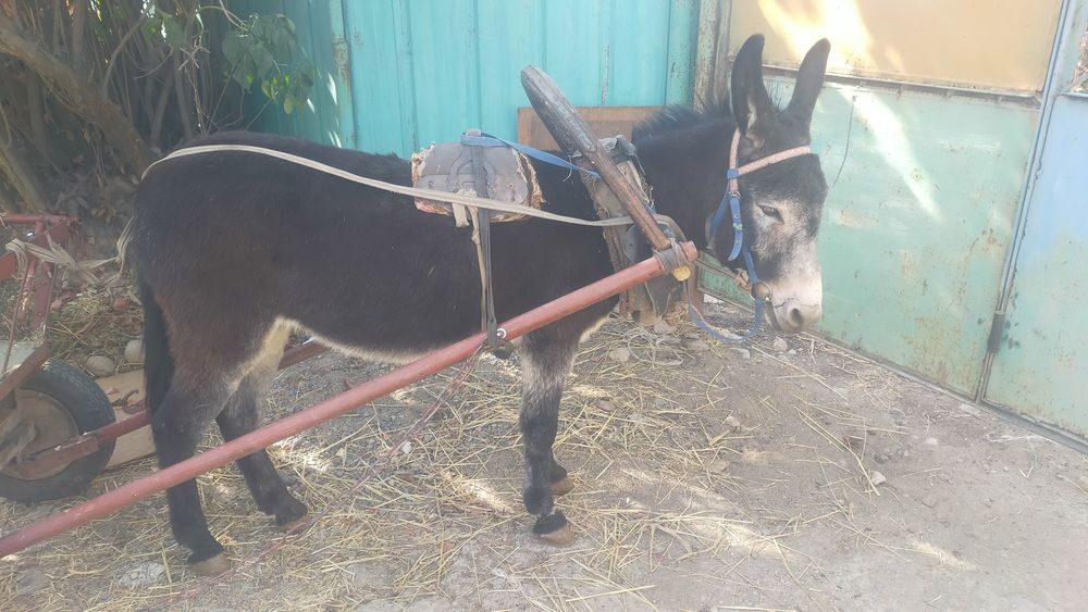 Продам ишачку с бричкой