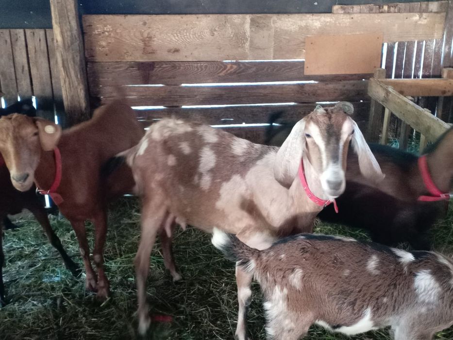 Vand capre metise angolanubianus cu alpine franceze