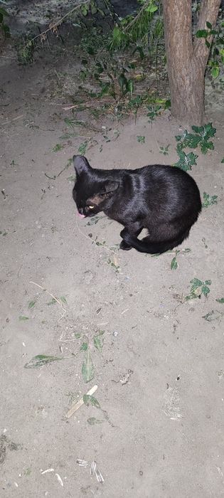 Кострированный котик ищет дом