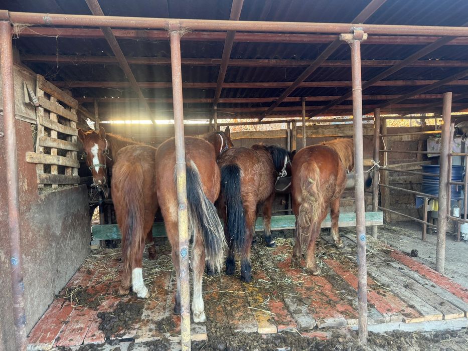 Полтарашкалар сатылады