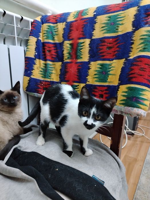 Мысық тегін беремін