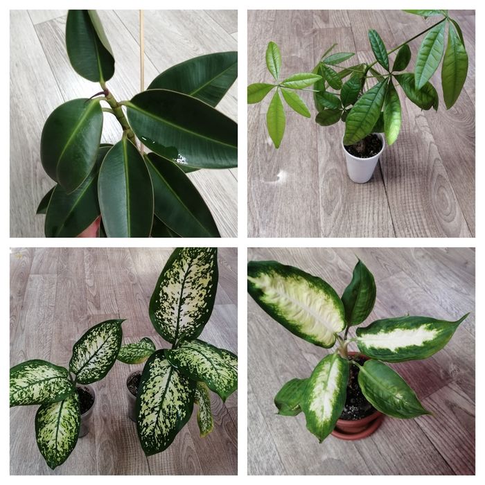 Продам комнатные цветы