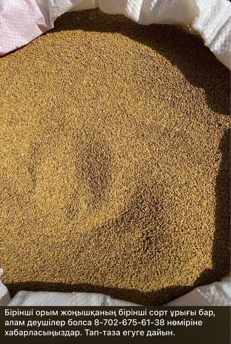 Семена (жоңышқа ұрық 1-сорт, 1-орым)