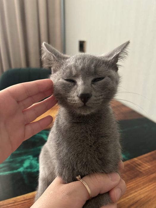Отдам котенка в добрые руки