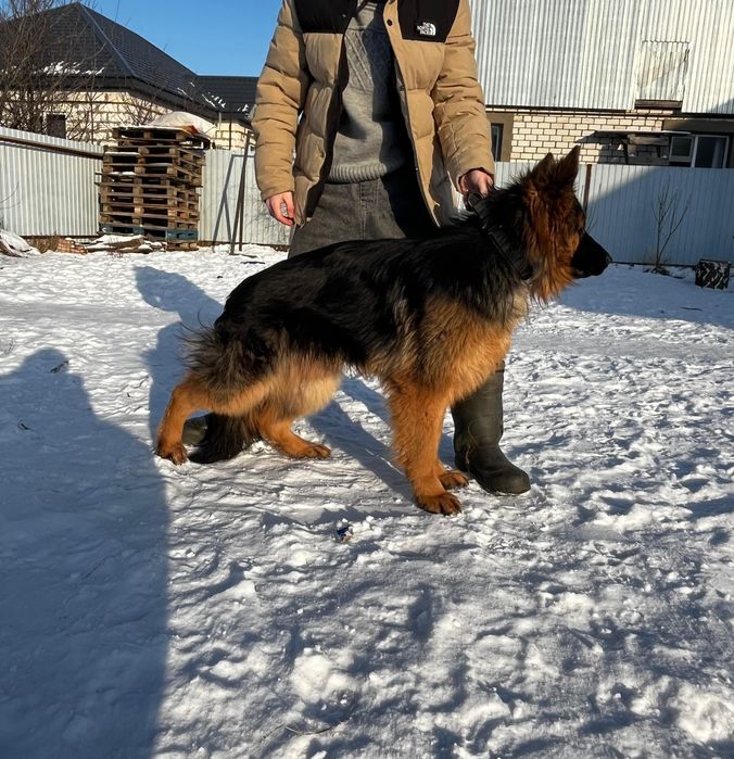 Вязка немецкой овчарки