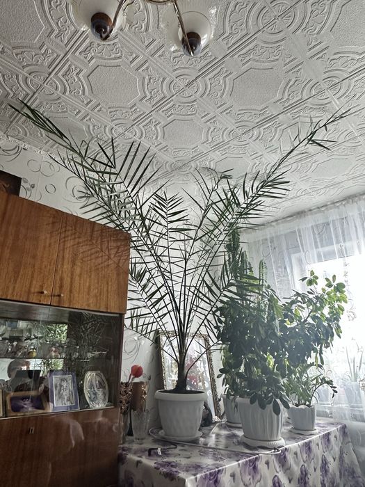 Продам пальму финиковую высота более 200 см