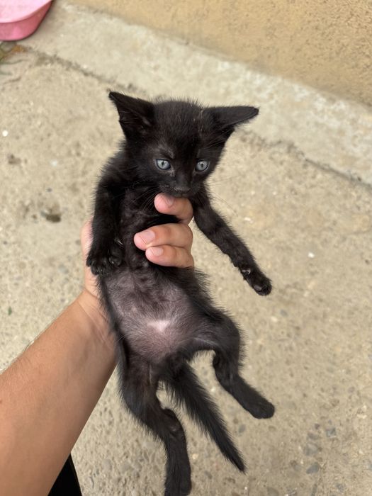 Dau spre adoptie 3 pisoiasi
