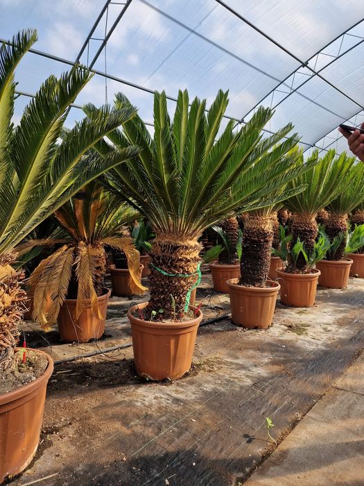 Plante exotice( Palmieri)