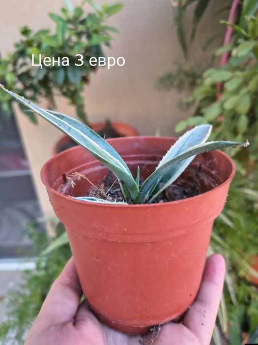 Цветя Столетници.