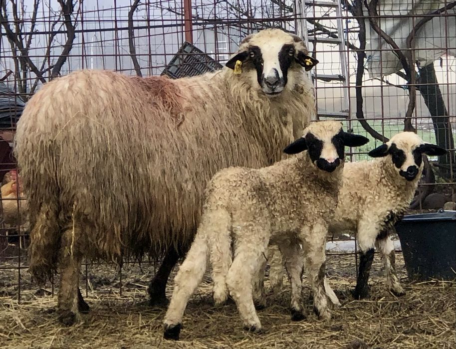 Oi breze cu miei de vânzare