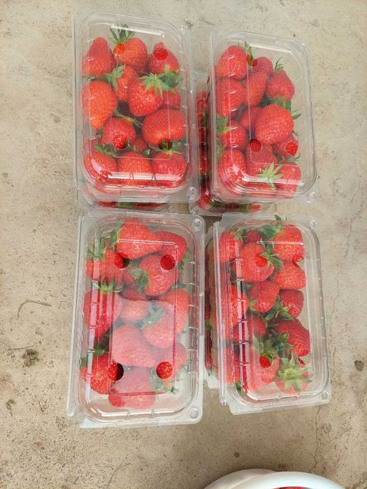 Қулупнай кўчатлари, рассада клубник