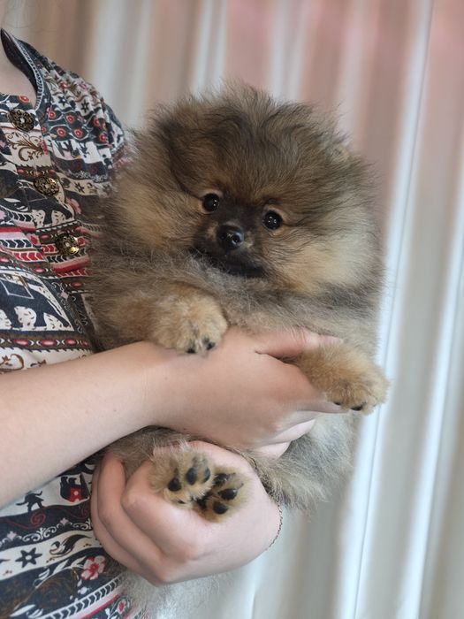 Малыши шпицедетки