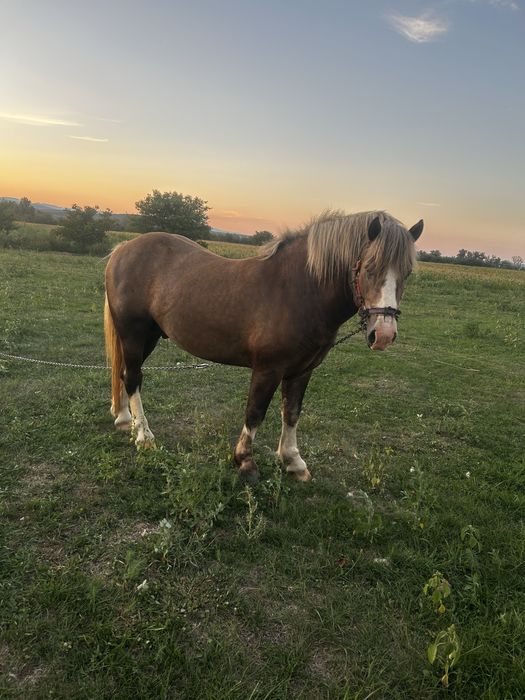 De vanzare mânz, varsta 2 ani.